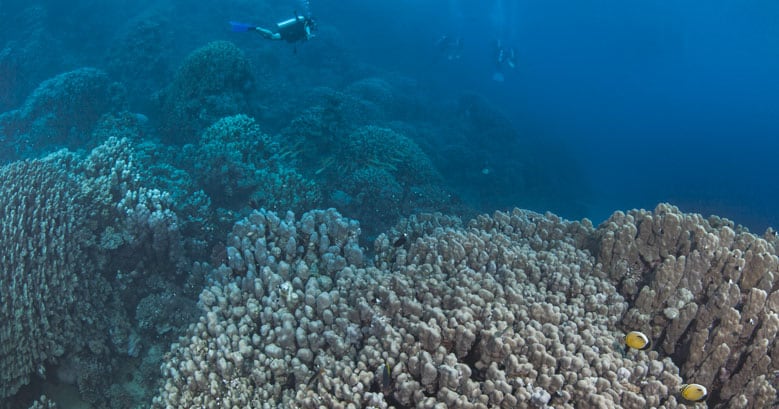 coral reef