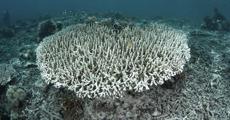 coral reef