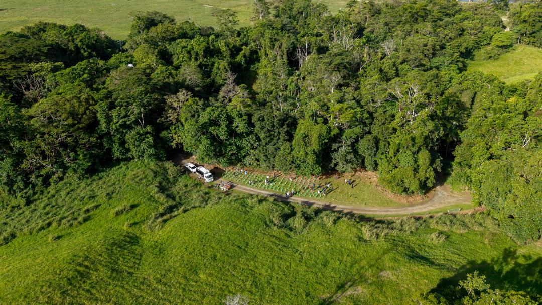 Daine Tree Planting Half-cut 2025