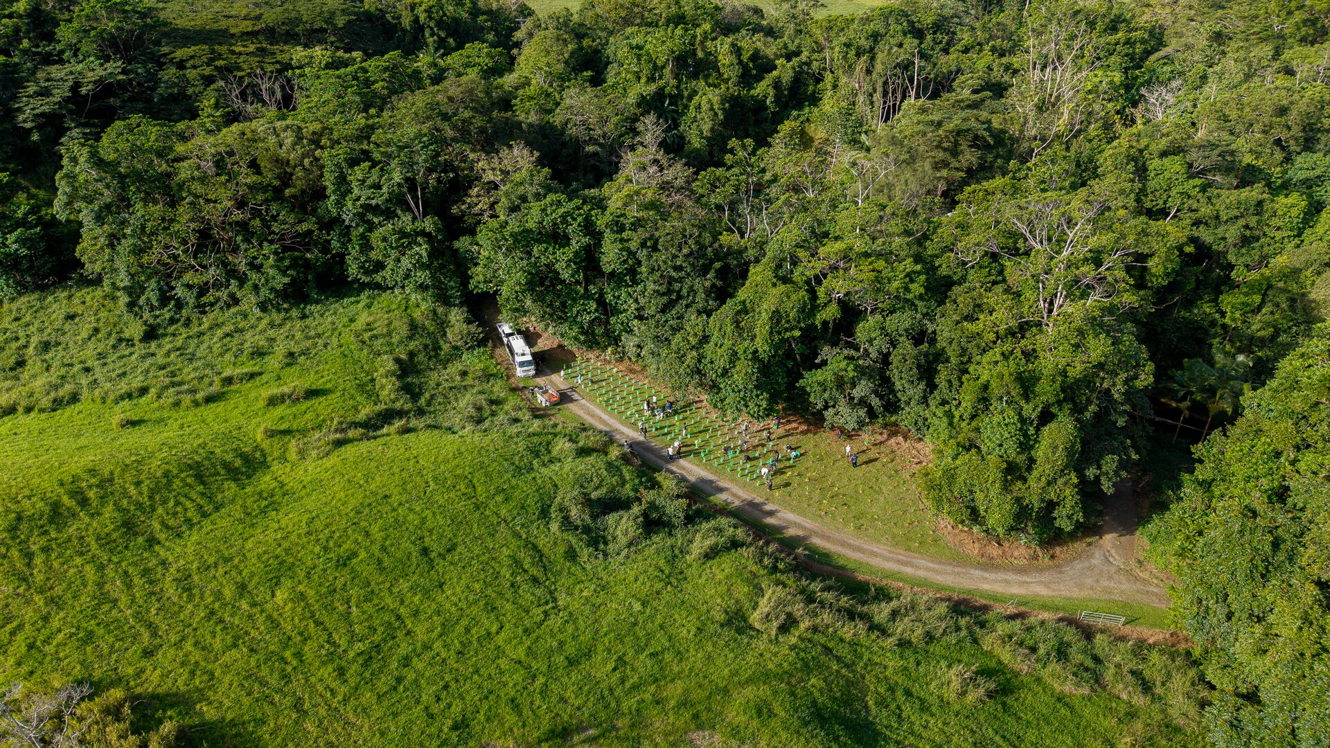 Daine Tree Planting Halfcut Trees